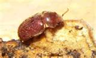 bettle