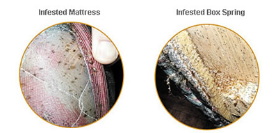 Infestation examples