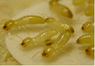 Termites feeding during the study