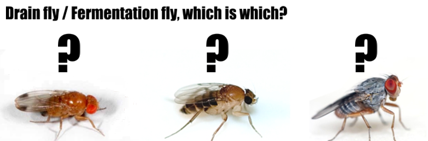 Fruit flies store in drain